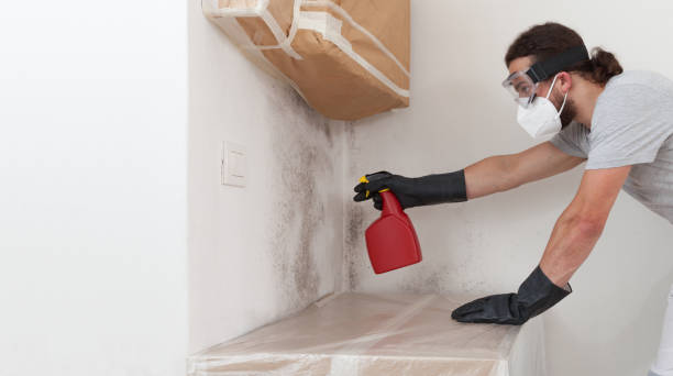 Professional Black Mold Remediation technician working in Chester, IL