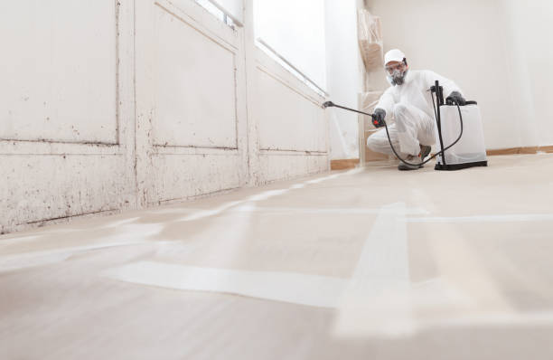 24/7 Emergency Black Mold Remediation experts in Chester, IL