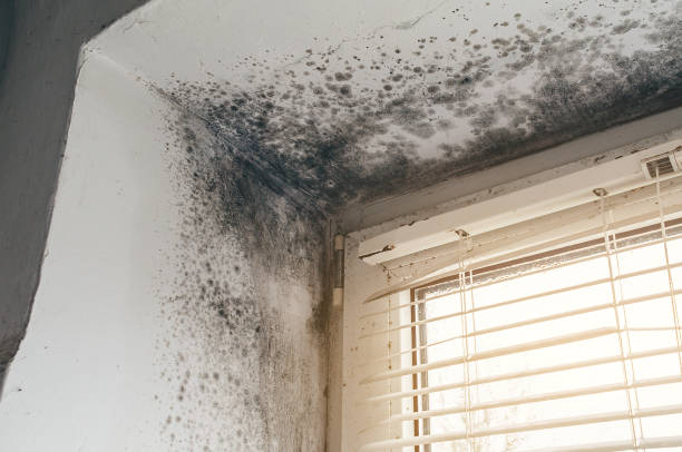 Affordable Black Mold Remediation solutions in Chester, IL