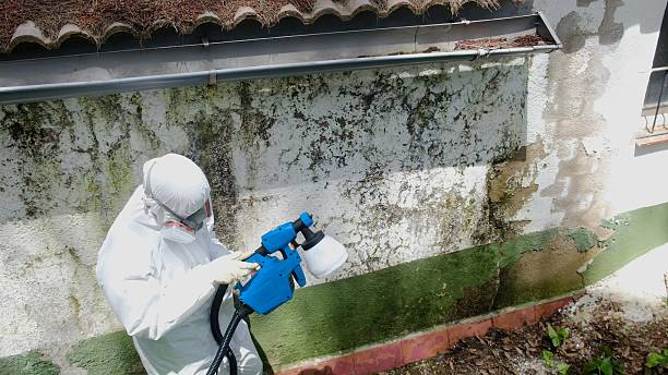 Top rated local Black Mold Remediation specialists in Chester, IL